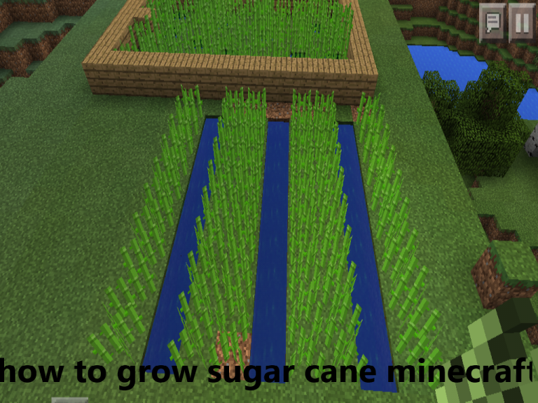 Sugar Cane In Minecraft: A Definitive Guide About How To Grow Sugar Cane Minecraft