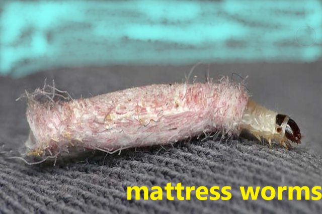 mattress worms