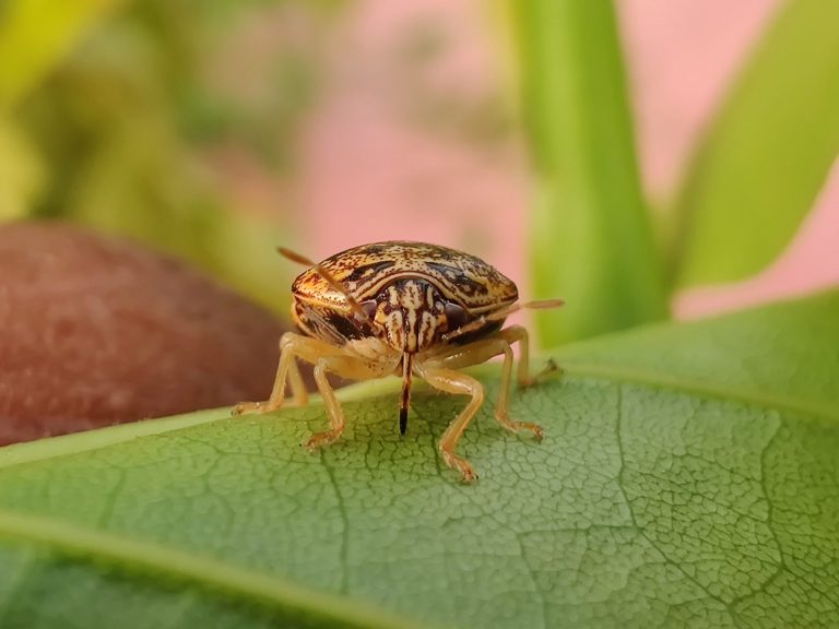 Each And Everything You Need To Know About What Attracts Stink Bugs?
