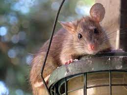 How To Get Rid Of Mice In Apartment All You Need To Know