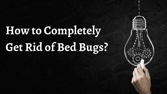 Completely Get Rid of Bed Bugs