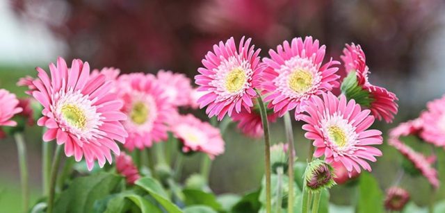 Learn About The 6 Different Types Of Gerbera