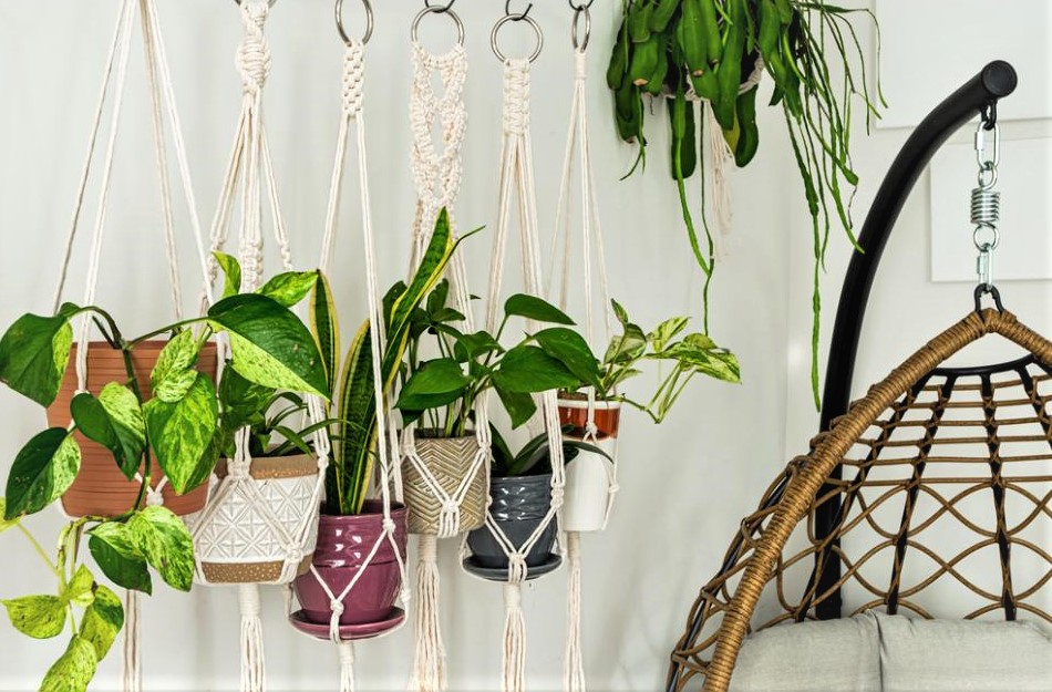 Outdoor Hanging Plants