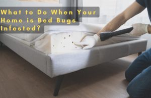 bed bugs infested