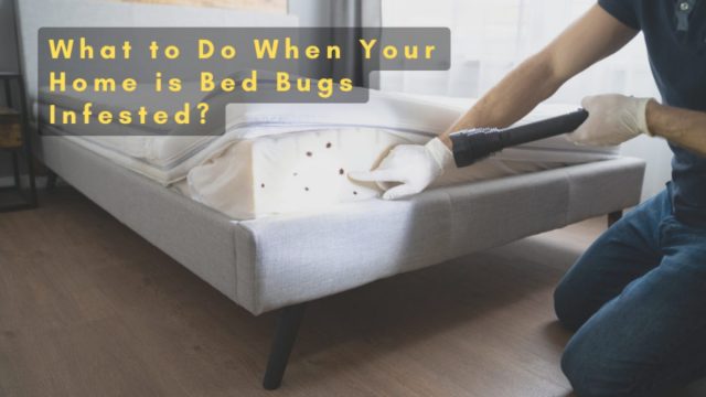 bed bugs infested