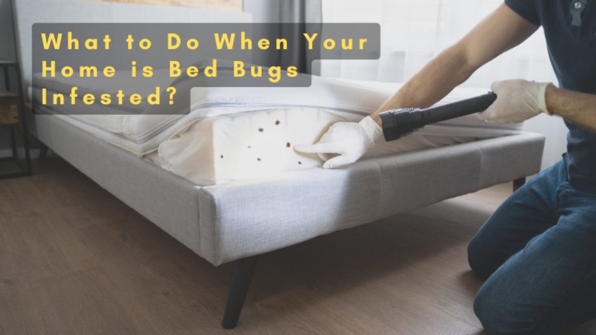 What to Do When Your Home is Bed Bugs Infested?