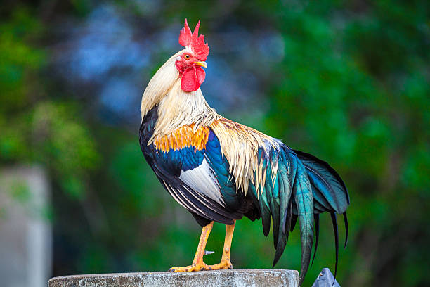 Do roosters fight to the death?