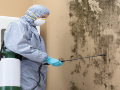 DIY Mold Removal Vs. Professional Mold Remediation – Which is Better? DIY Mold Removal Vs. Professional Mold Remediation