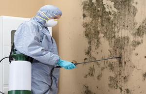 DIY Mold Removal Vs. Professional Mold Remediation